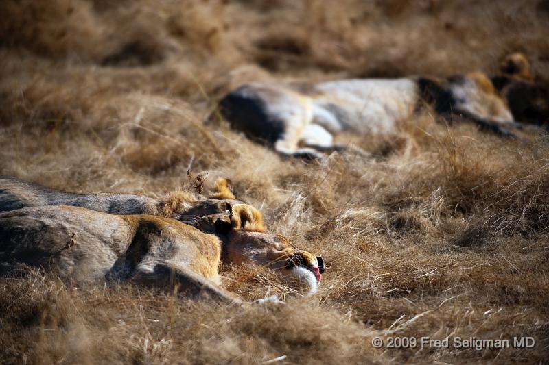 20090611_085537 D3 X1.jpg - Several members of the pride resting